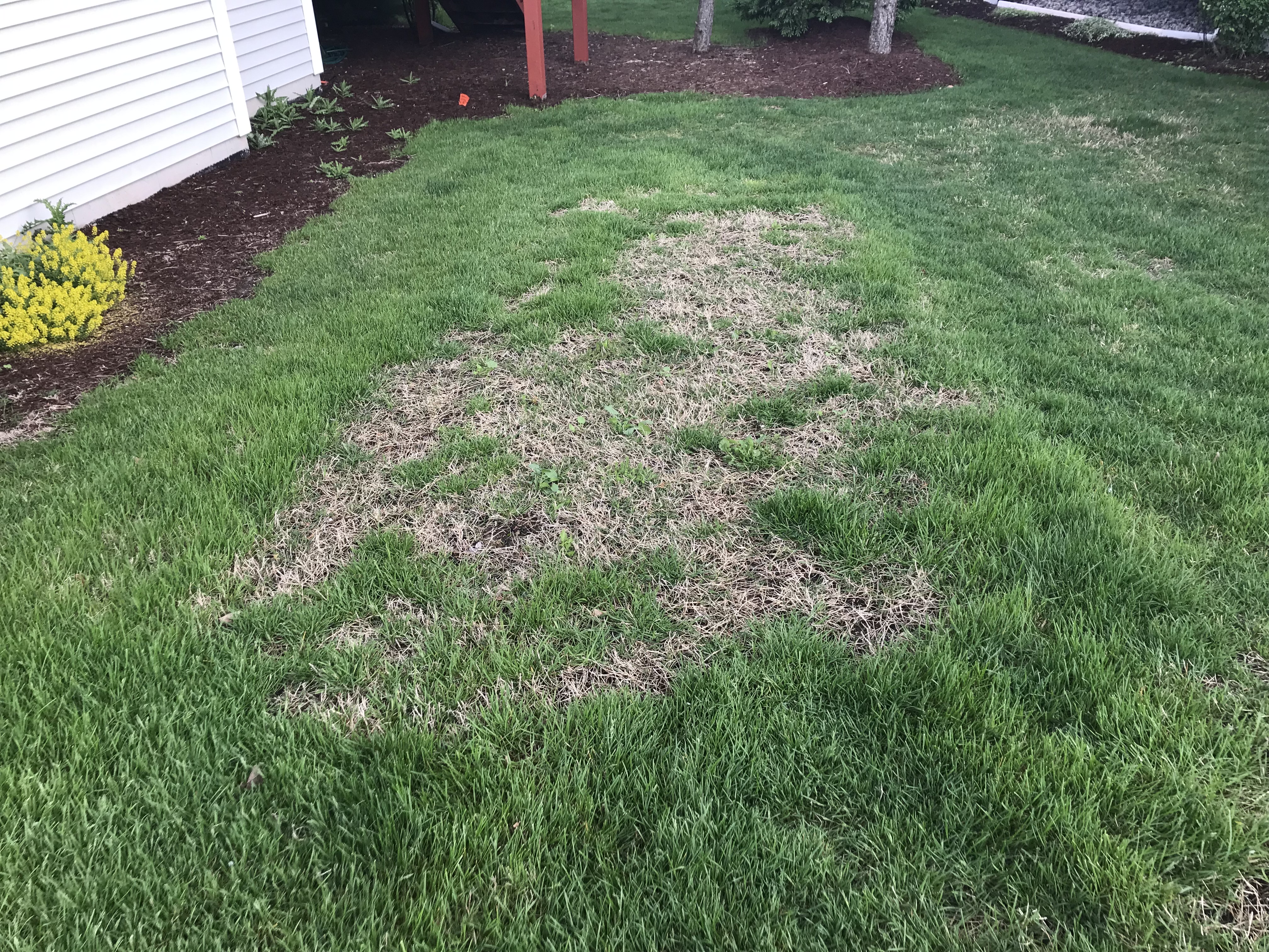 bermudagrass.JPG